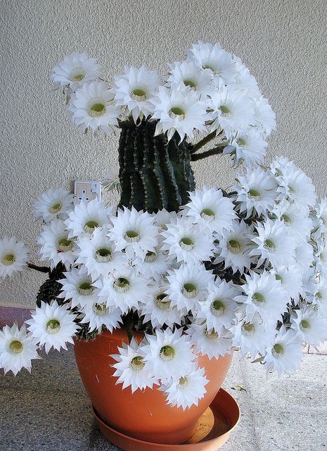 Floral おしゃれまとめの人気アイデア Pinterest Jose Alfredo Araujo Victoria サボテン 花 美しい花 可愛い花 Floral おしゃれまとめの人気アイデア Pinterest Jose Alfredo Araujo Victoria サボテン 花 美しい花 可愛い花