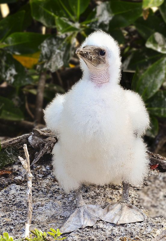 Cb 9agalapagos Baby Booby Cb 9agalapagos Baby Booby
