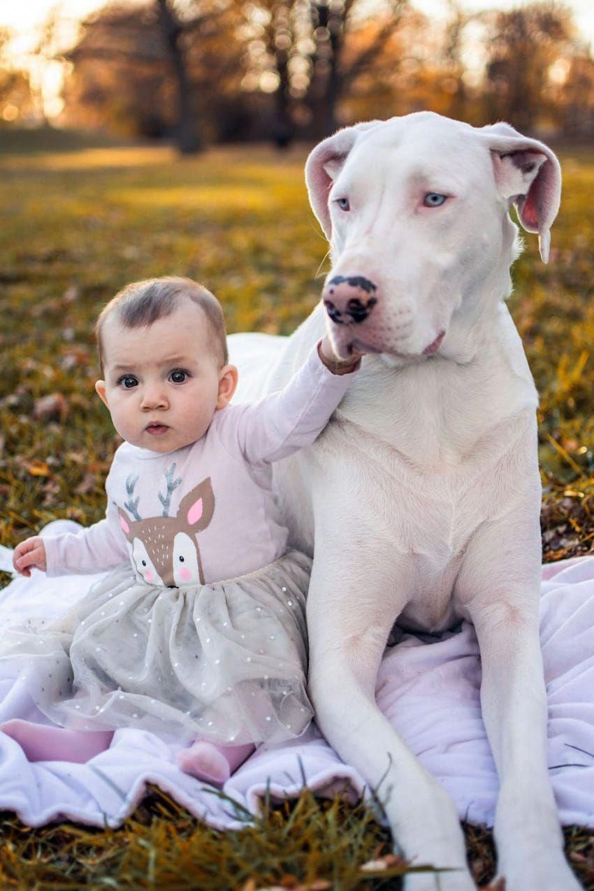 Baby Mobile Dogs Baby Dogs Great Dane Puppy Dogs Kids Merle