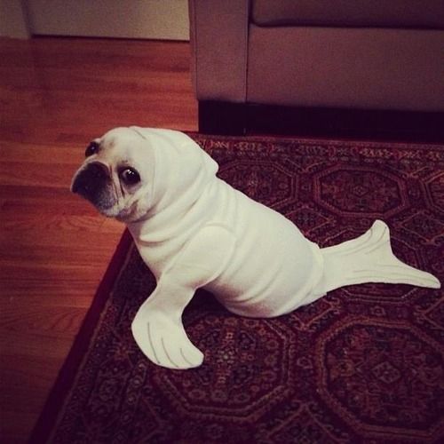 98 Animals In Clothes Tumblr With Images Pet Costumes Cute