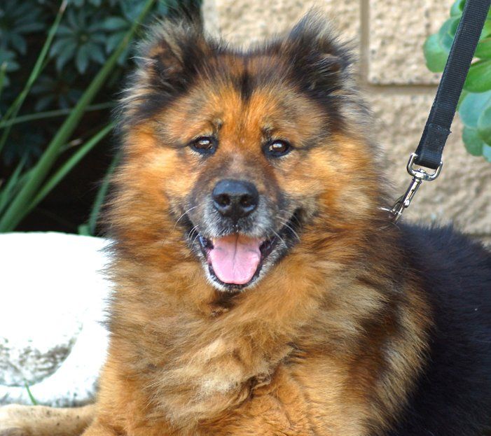 German Shepherd Chow Mix Puppies Pictures With Images Dog