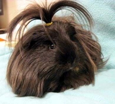 Image result for long haired guinea pig topknot