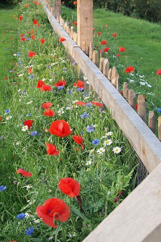 PA087960 - Kopieren - Kopieren - Kopieren - Kopieren (2) - Kopieren - Garten #...