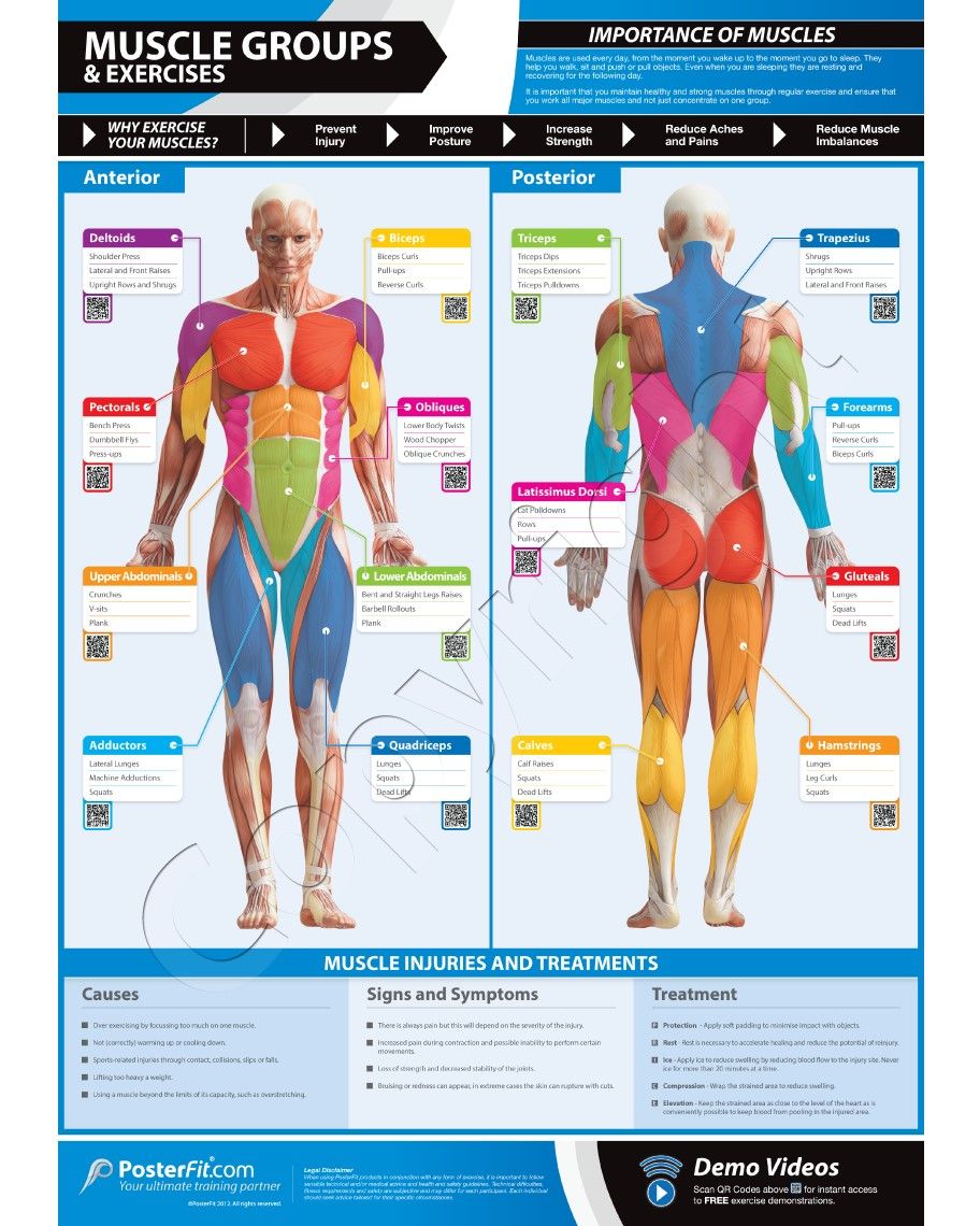 muscle groups exercises wall poster health exercise tips