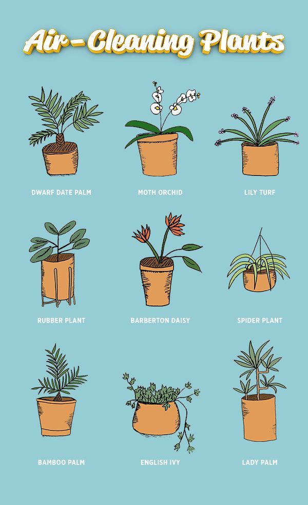 The beds are made and the dishes are done but there’s always more to clean — like the air, for instance. We rounded up nine plants that give your home a breath of fresh air. Plant Mom, Plant Lady, House Plants Indoor, Indoor Garden, Indoor Trees, Indoor Air, Lily Turf, Plantas Indoor, Decoration Plante