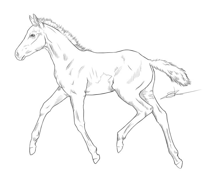 Pin by PM 46 on Horse Line Art How to Horse coloring pages