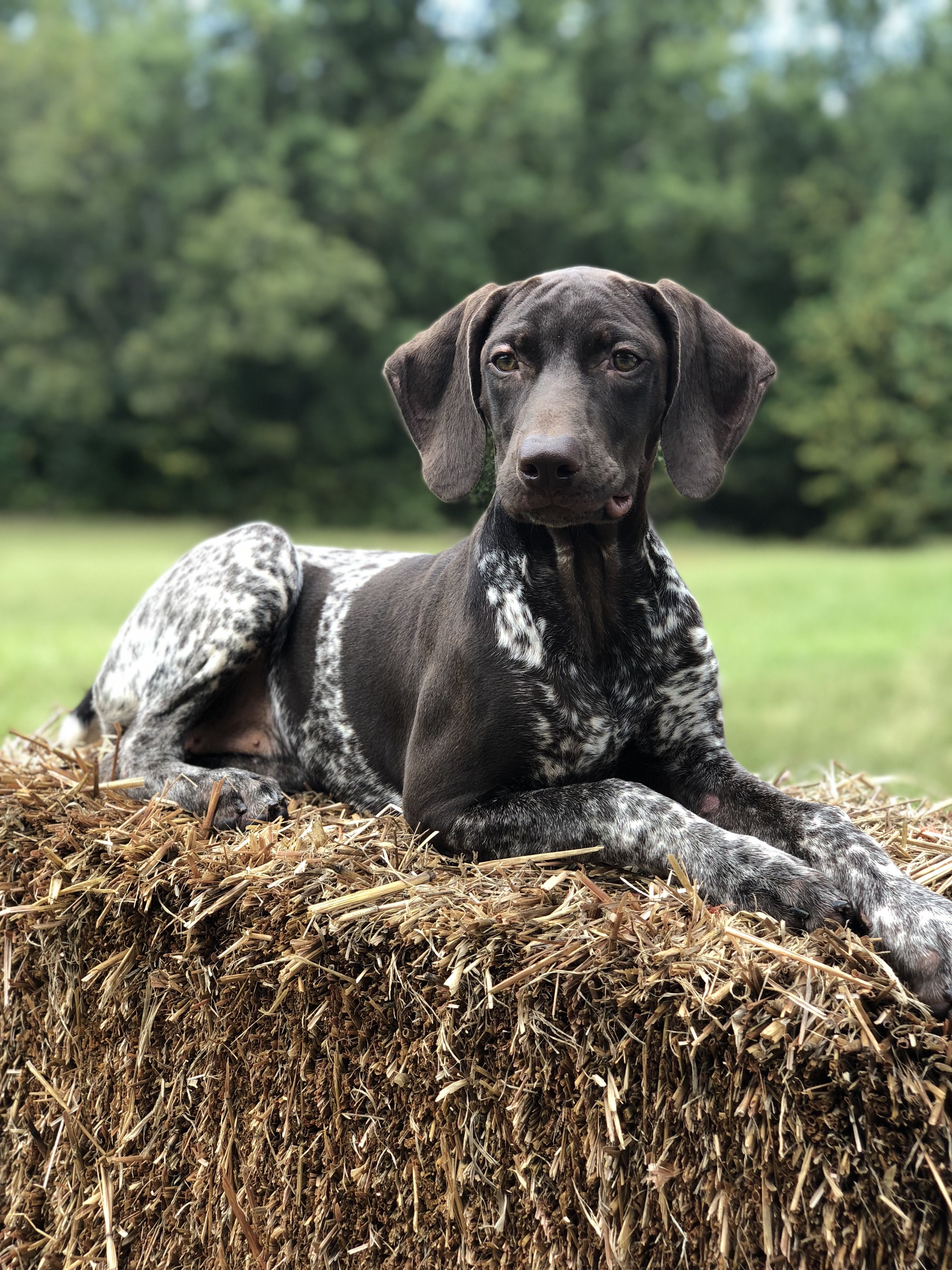 Massachusetts Labrador Retriever Breeder Georgetown Labradors