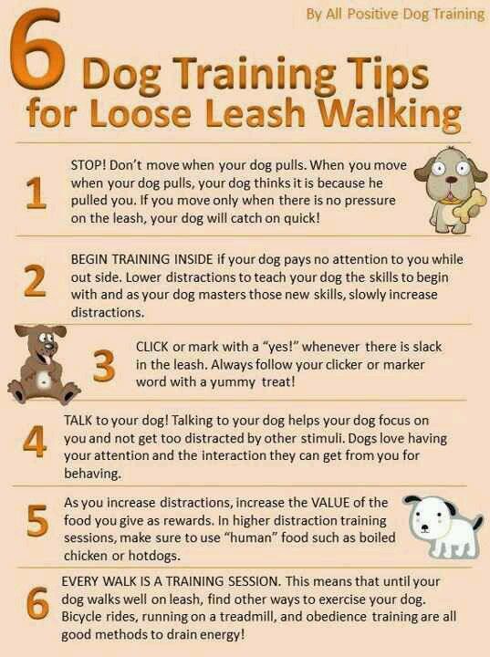 Leash Training I Love This Method Loose Leash Walking Loose