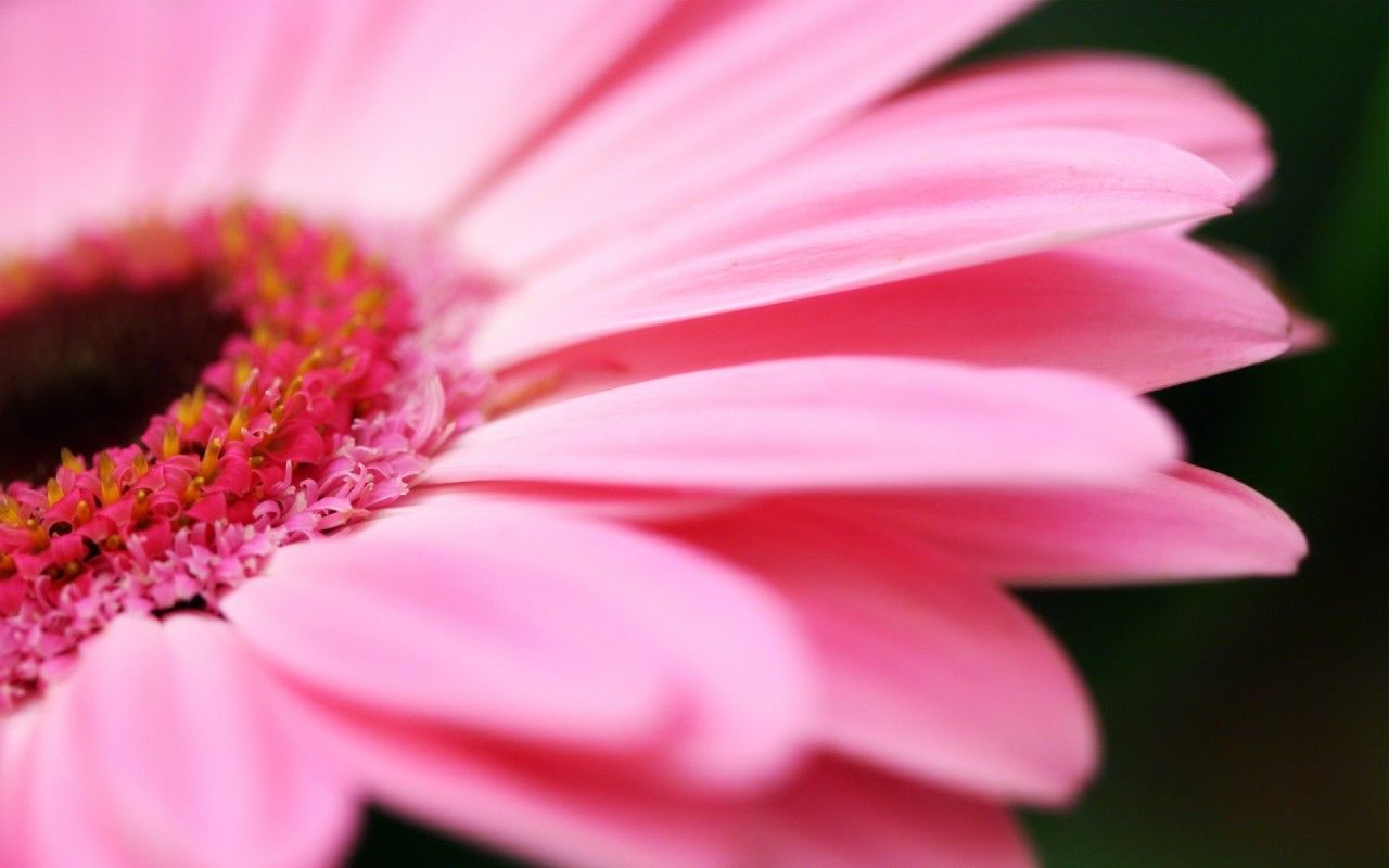 Cute Girly Daisy Flower Wallpapers Hd Wallpapers Cute Girly Desktop Wallpaper Pink Anime Wallpaper 1920×