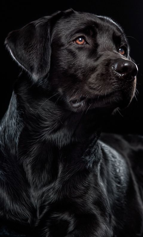 Um dos cães mais lindo do mundo. Os primeiros Labradores eram cães d'água que surgiram a partir dos antigos cães Terra-nova, e receberam este nome por serem nativos da região chamada Labrador. O labrador é uma das raças mais companheiras e amigas do homem, historicamente ele trabalhava como ajudante do pescador, como ajudar a pegar peixe no Atlântico. Raza Labrador, Perro Labrador Retriever, Labrador Noir, Golden Retriever, Labrador Puppies, Corgi Puppies, Beautiful Dogs, Animals Beautiful, Cute Animals