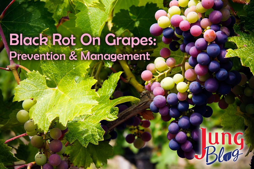 Black Rot Is A Fungal Disease Common In Grapes Learn How To Prevent black-rot-is-a-fungal-disease-common-in-grapes-learn-how-to-prevent