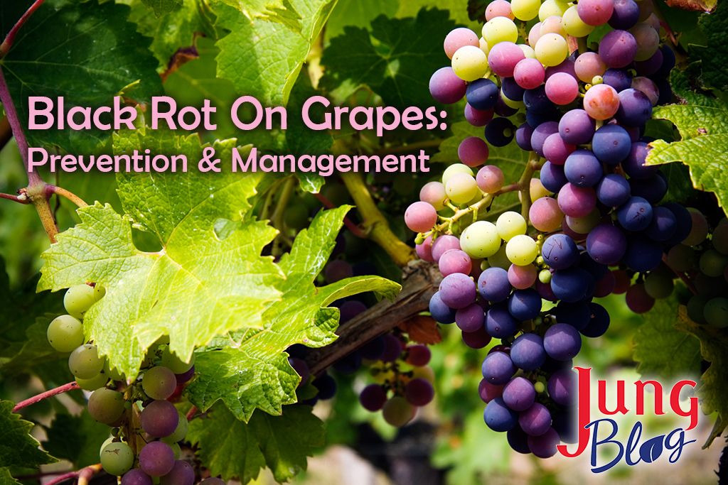 Black Rot On Grapes