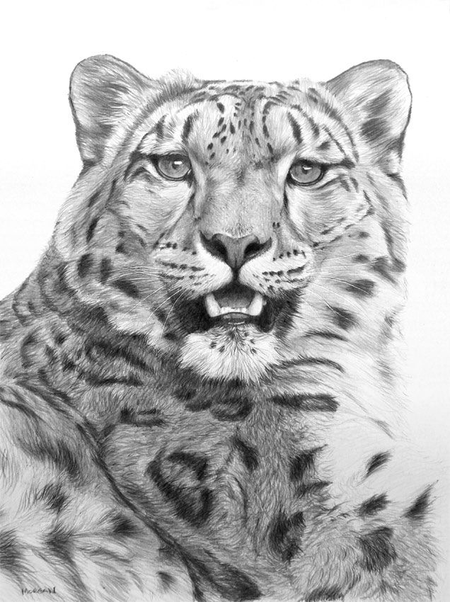 Snow Leopard Drawings Details about Snow Leopard Drawing ORIGINAL Jason UK USA Snow Leopard Drawings Details about Snow Leopard Drawing ORIGINAL Jason UK USA