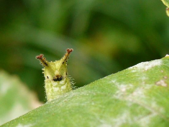 japanese emperor butterfly oomurasaki larva オオムラサキ 幼虫 4 caterpillar insect photography beautiful photography nature