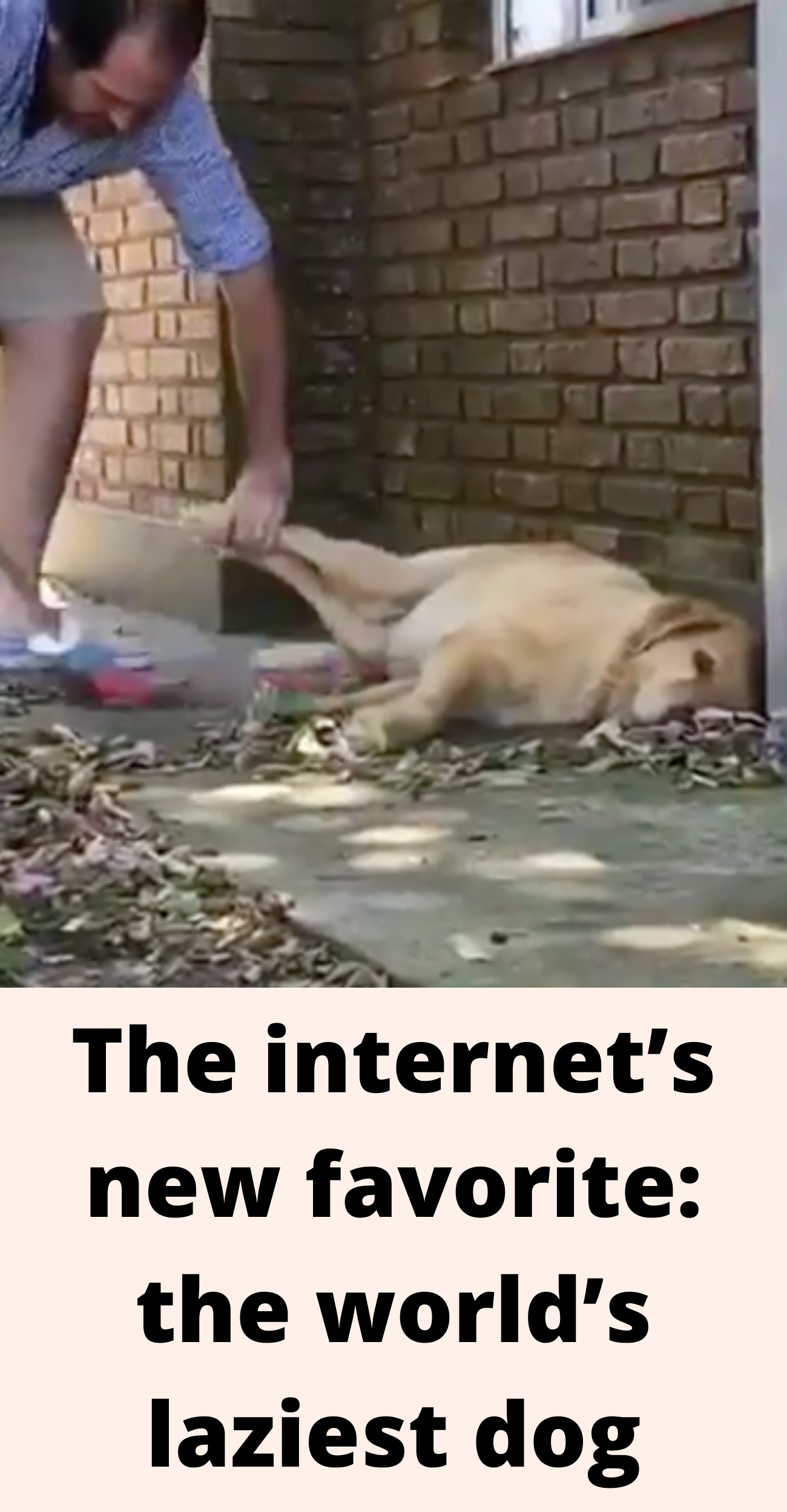 The Internet s New Favorite The World s Laziest Dog Ketkes the-internet-s-new-favorite-the-world-s-laziest-dog-ketkes