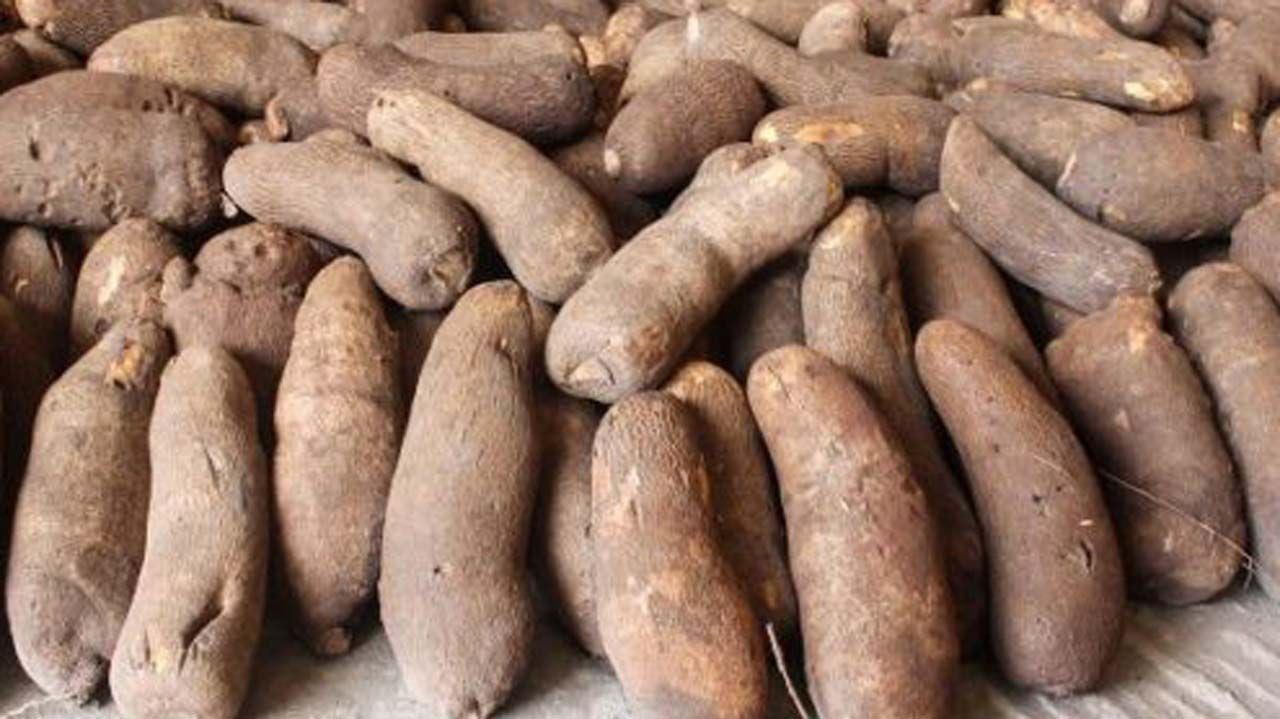 Exporters Debunk Yam Rejection Stories Say Export Was Successful Some Exporters Debunk Yam Rejection Stories Say Export Was Successful Some