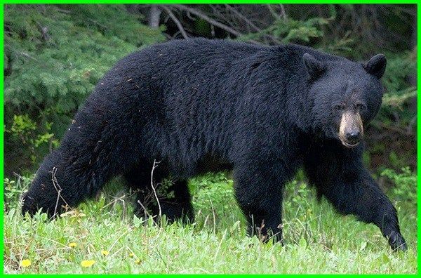 20 Pertanyaan Dan Jawaban Seputar Beruang Dunia Fauna Hewan Binatang Tumbuhan Hewan Binatang Minyak Ikan