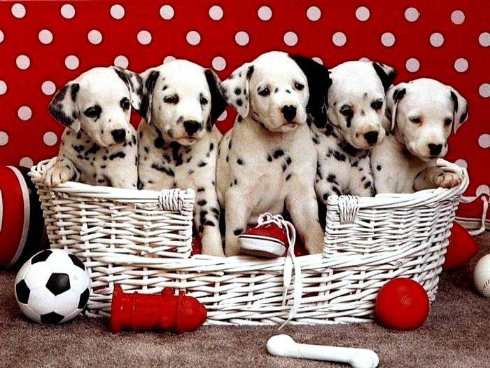 Cute Dalmatian Puppies Gif
