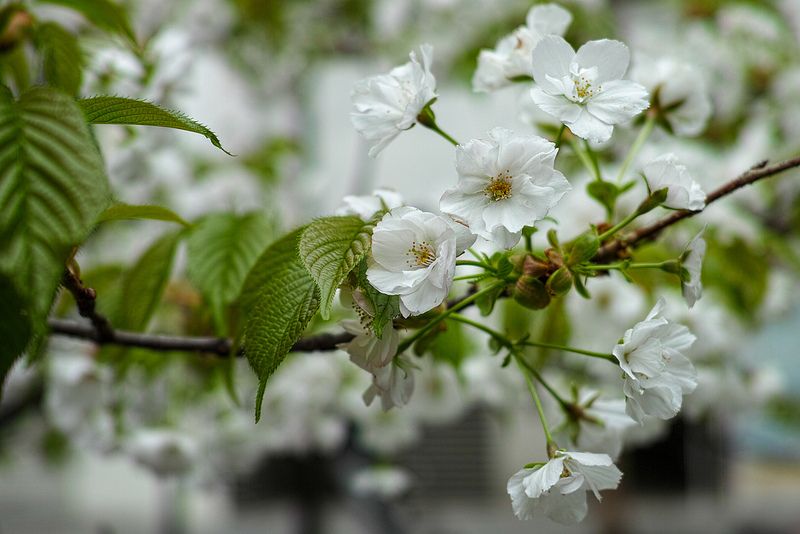 白い桜の花 Beautiful Flowers Flowers Plants 白い桜の花 Beautiful Flowers Flowers Plants