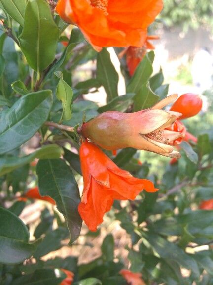 Nar Cicegi Pomegranate Nature Photography Vegetables