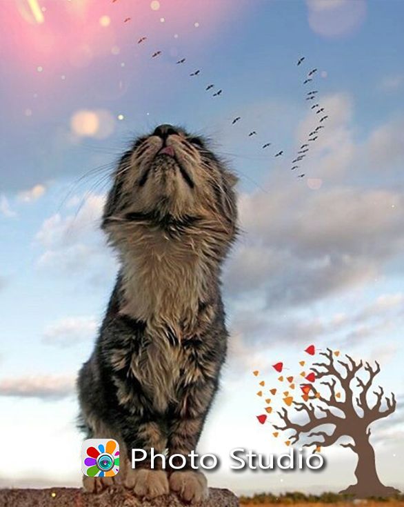 photo effect studio pro 4.1.3 photo effect studio pro 4.1.3
