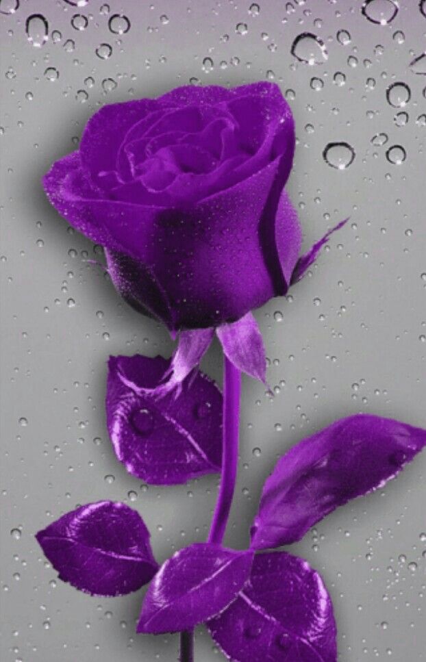 A Red Rose おしゃれまとめの人気アイデア Pinterest Jose Caraballo 紫色の壁紙 花 壁紙 バラの壁紙 A Red Rose おしゃれまとめの人気アイデア Pinterest Jose Caraballo 紫色の壁紙 花 壁紙 バラの壁紙