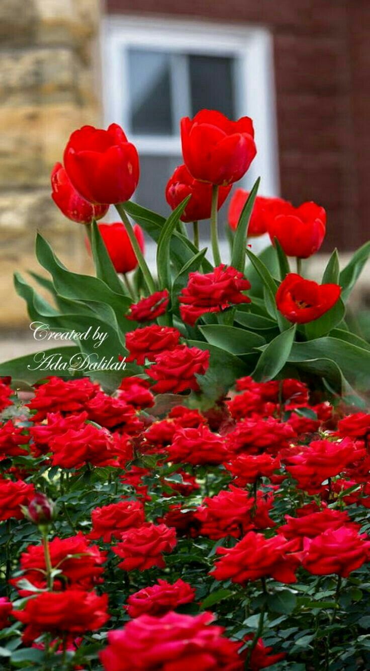 Pin By Chit Kaewmanee On ดอกก หลาบส แดงสวยๆ Beautiful Flowers Images Bulb Flowers Pretty Flowers