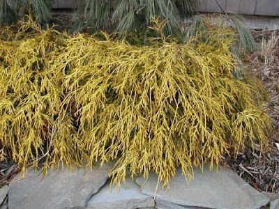 Deer Resistant Plants In The Landscape Garden Pinterest A Guide To Northeastern Gardening Deer Resistant Plants In The Landscape