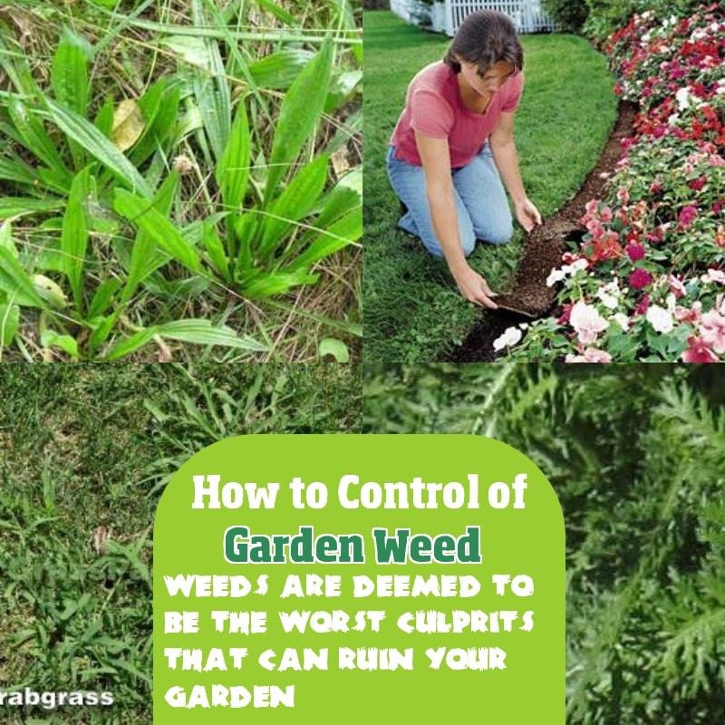 Pin on Prevent Garden Weed