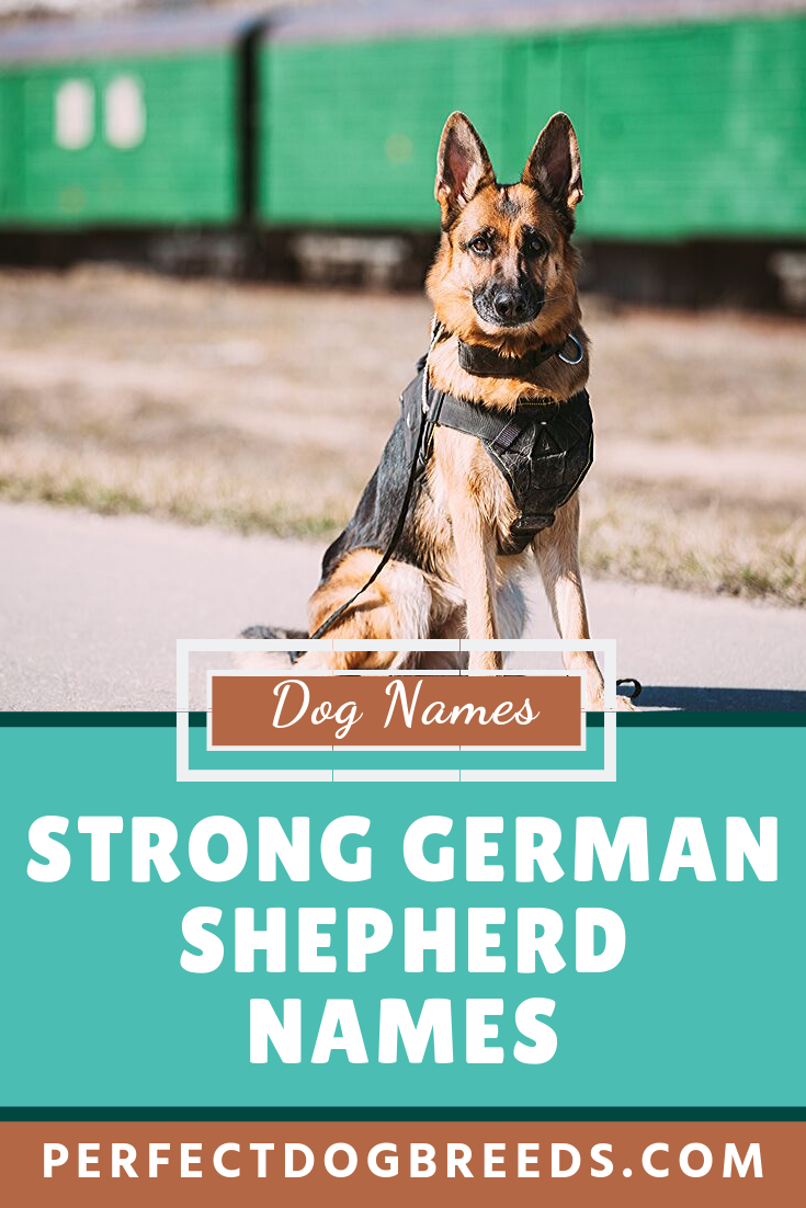 Strong German Shepherd Names Dog Names German Shepherd Names German Strong German Shepherd Names Dog Names German Shepherd Names German
