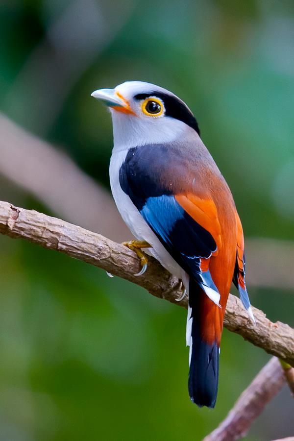 silver breasted broadbill it