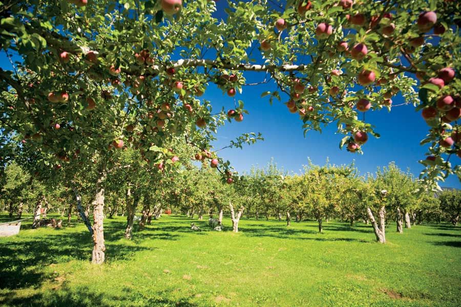 Οπωροφόρα δέντρα για τη βόρεια κεντρική Φλόριντα
