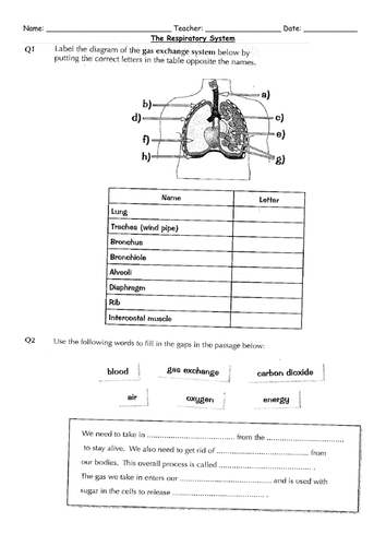 science worksheets ks3 human body search glum
