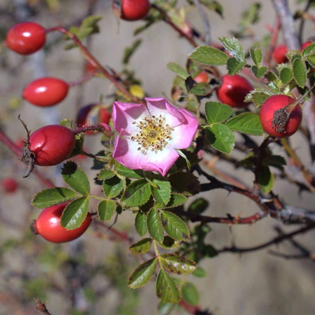 Sweet briar rose for sale