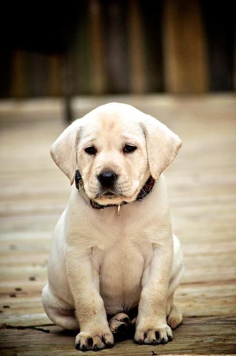 Labrador Puppy Tap The Pin For The Most Adorable Pawtastic Fur