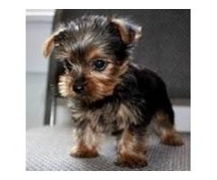 Yorkshire Terrier Akc Teacup Yorkie M Dash Yorkies Yorkshire Terrier Akc Teacup Yorkie M