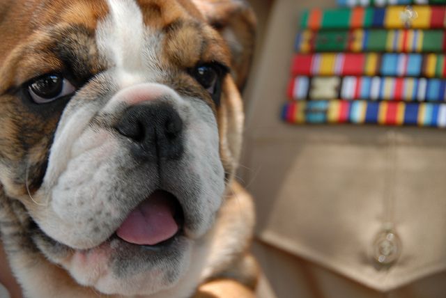 Bella An English Bulldog Us Marines Mascot American English