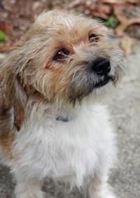 Sunshine Coast Animal Refuge Dogs And Puppies Dogs And Puppies