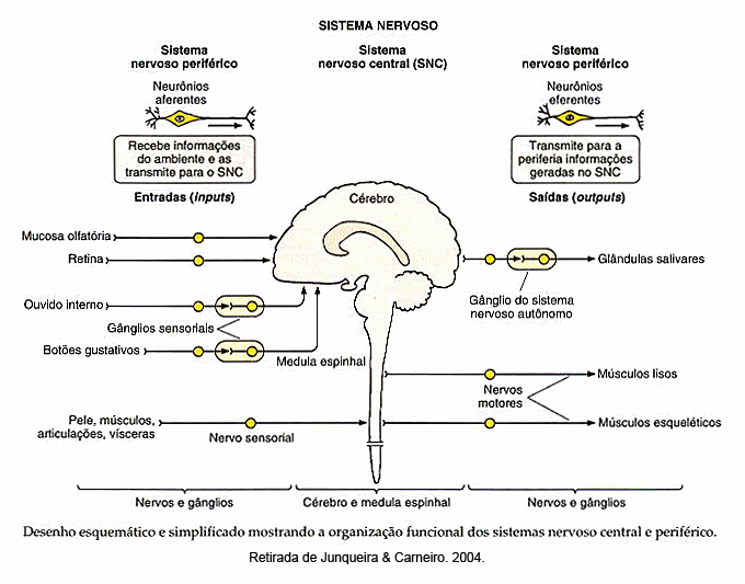 desenhos desenhos do sistema nervoso sistema nervoso