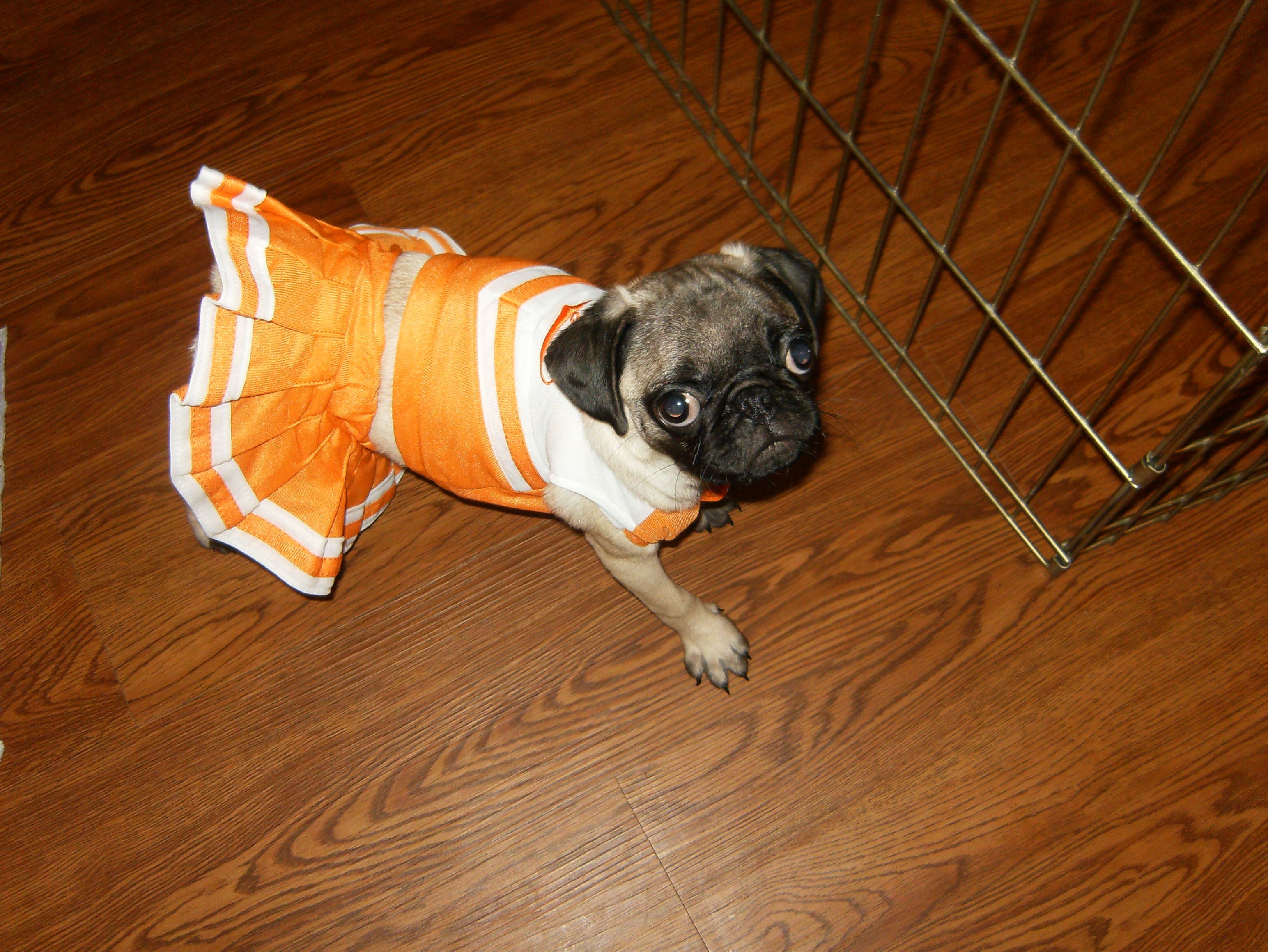 My Little Pug Lily 4 Years Ago Supporting The Tigers In Her