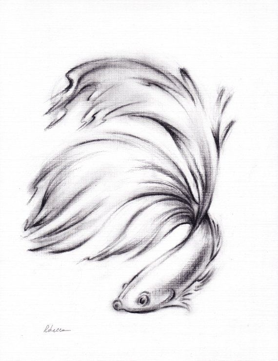 Betta - Original Charcoal Pencil Drawing of a Siamese Fighting Fish