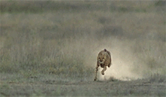 when a cheetah runs it quickly rotates its tail to cancel rotational inertia and minimize torque animals images cheetahs animals
