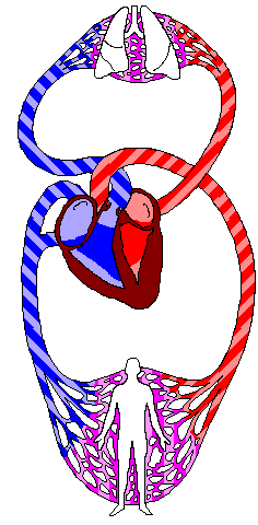 Sistema cardiovascular: fisiología, órganos funciones, histología | Sistema cardiaco, Circulación sistémica, Sistema circulatorio