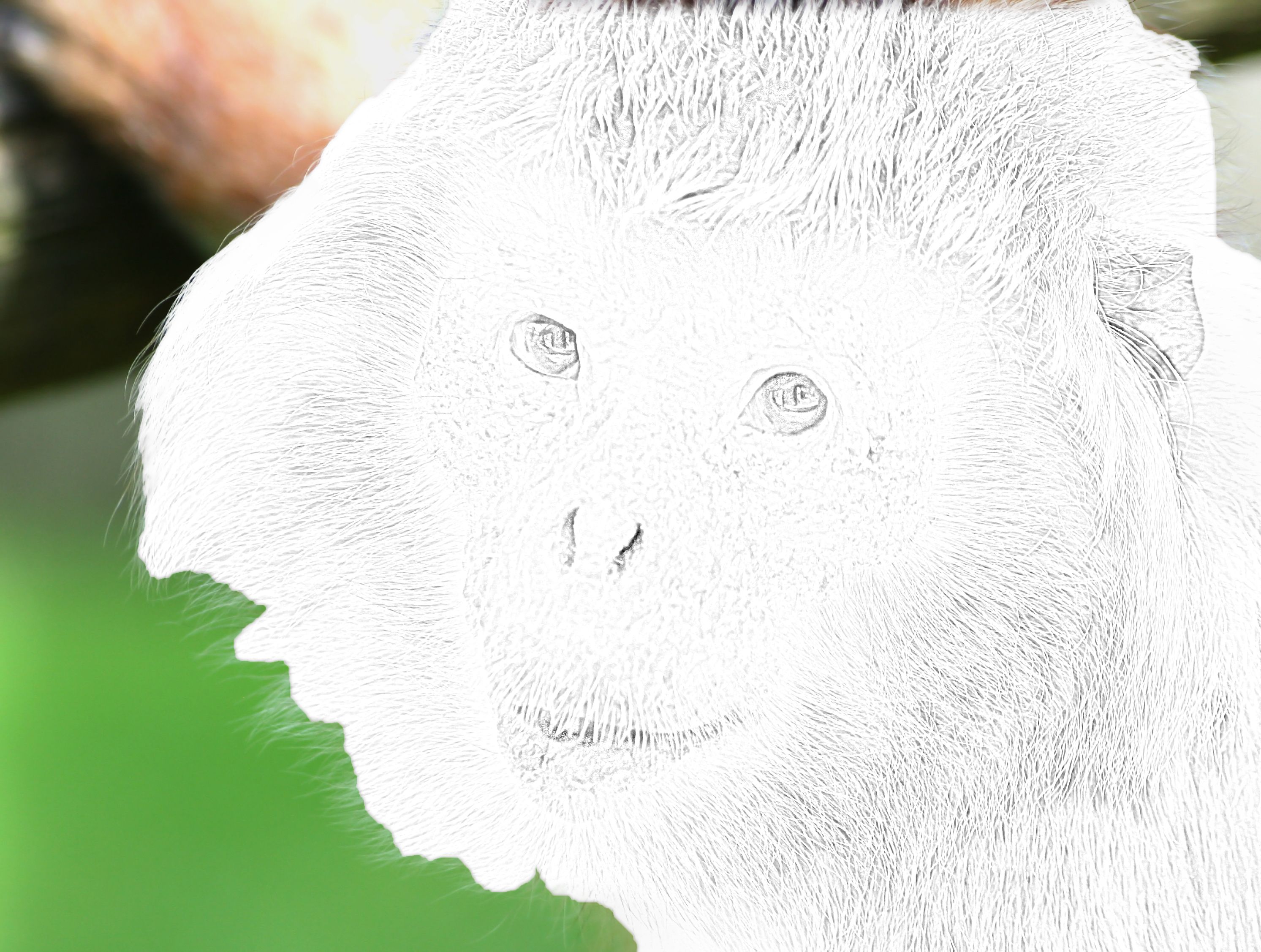 Download Zoo Animals Lesson Plan: eBook and Activities | Zoo animal coloring pages, Zoo animals, Animals