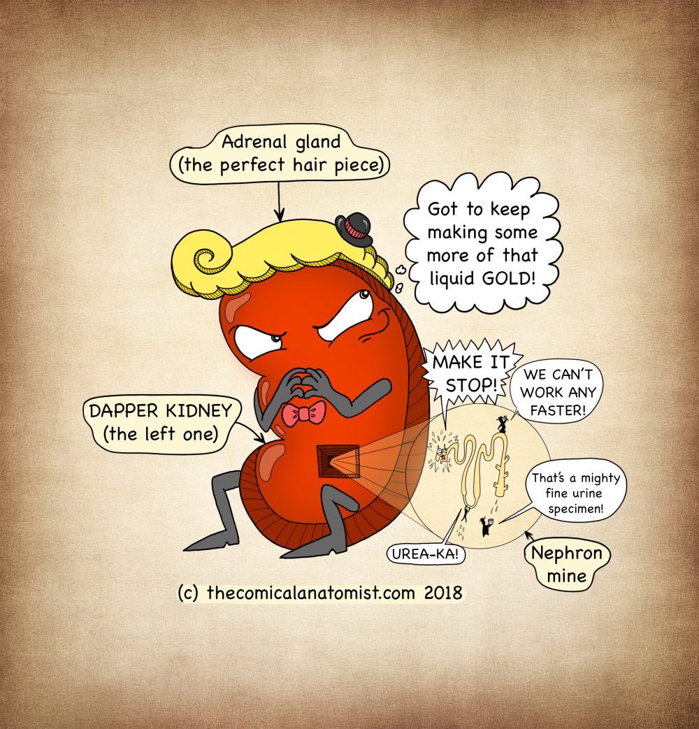 March 2018 - The Comical Anatomist in 2020 | Comics, Color activities