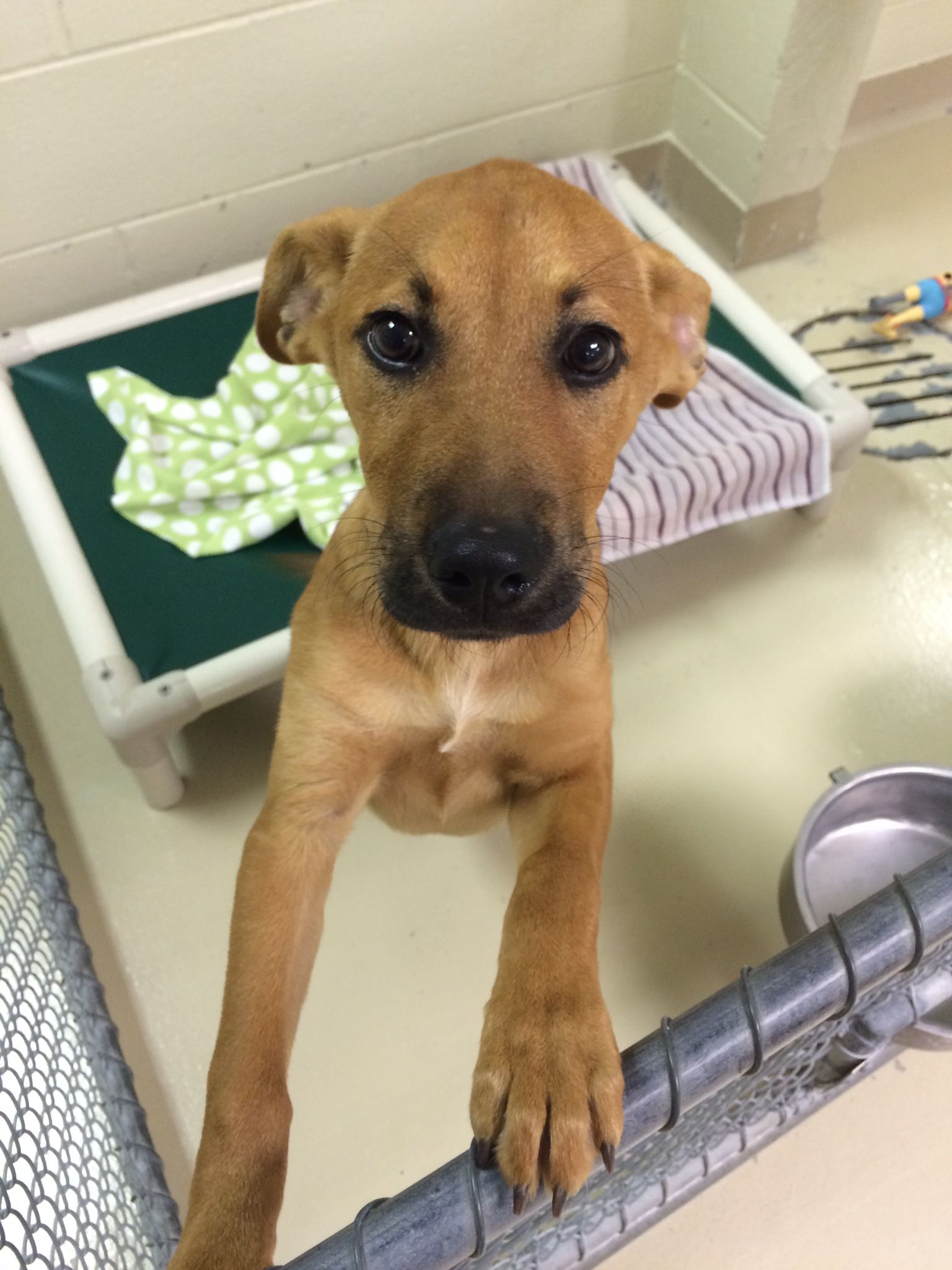 Pin By Sherry Brock East On Shelter Puppies Shelter Puppies Animals Pin By Sherry Brock East On Shelter Puppies Shelter Puppies Animals