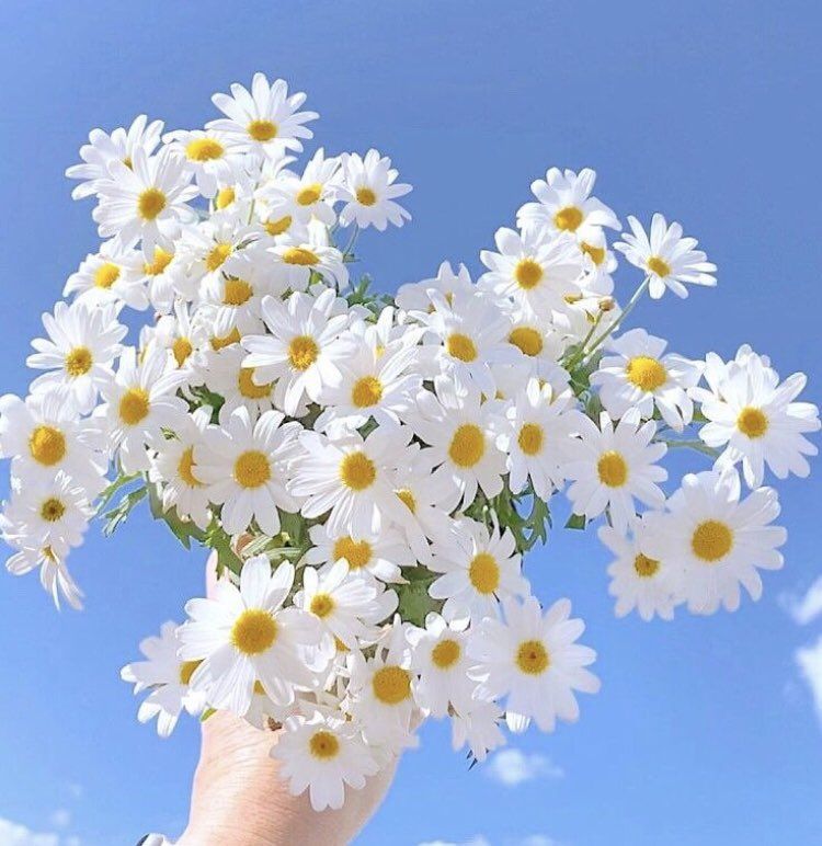 flowers on Twitter flowers on Twitter
