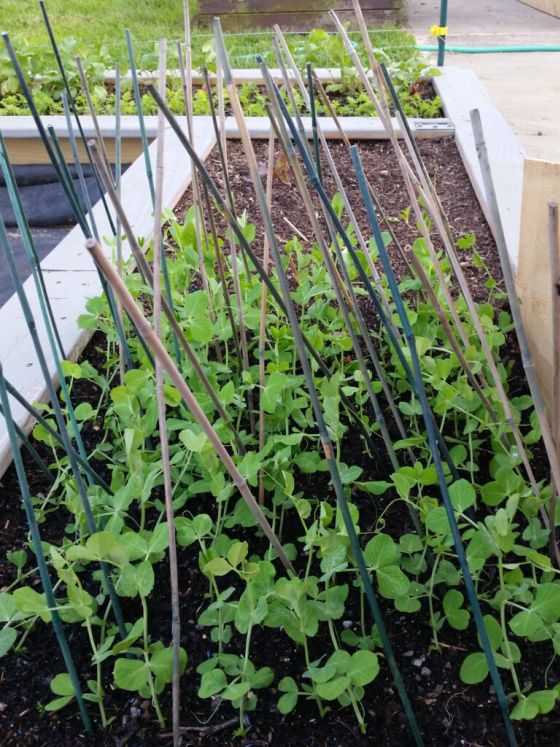 Since we live in the country that is open to the brunt of all the weather (wind, wind and more wind), it is super important to provide the best support to garden plants right from the beginning. There is no “one best way” to do this. I usually work with whatever I have on hand as you can see from some of the included photos. Diy Plants, Garden Plants, Garden Plant Supports, Weather Wind, Garden Helpers, Family Garden, Fun To Be One, Country Living, Harvest