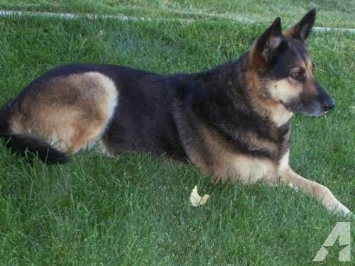 Real German Shepherd Dog German Shepherd Dog Chica Large