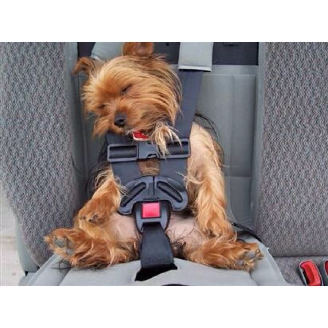 Sleeping Dog In The Car Sleeping Dog Dogs Funny Animals